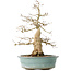 Carpinus coreana, 44 cm, ± 35 jaar oud