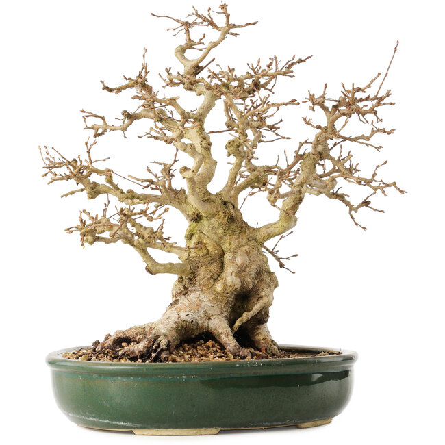 Carpinus coreana, 29 cm, ± 40 ans