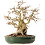 Carpinus coreana, 29 cm, ± 40 jaar oud