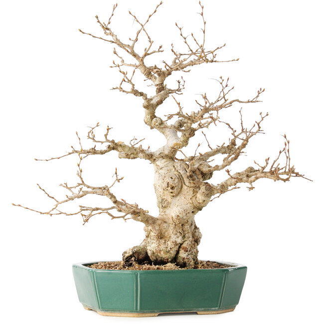 Carpinus coreana, 35 cm, ± 40 años