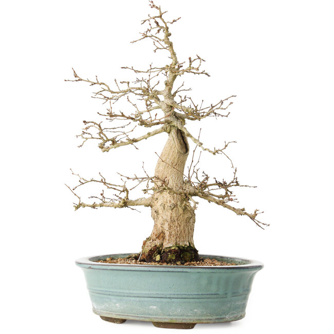 Carpinus coreana, 44 cm, ± 35 jaar oud