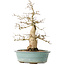Carpinus coreana, 44 cm, ± 35 jaar oud