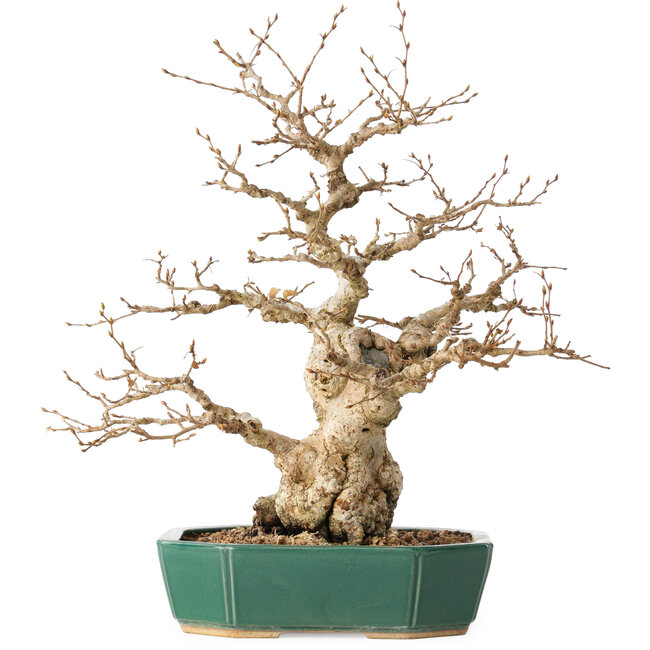 Carpinus coreana, 35 cm, ± 40 anni