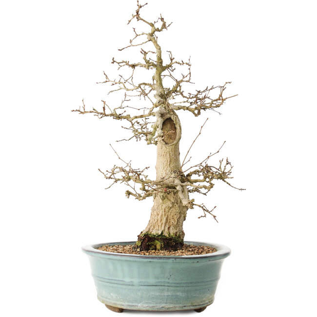 Carpinus coreana, 44 cm, ± 35 years old