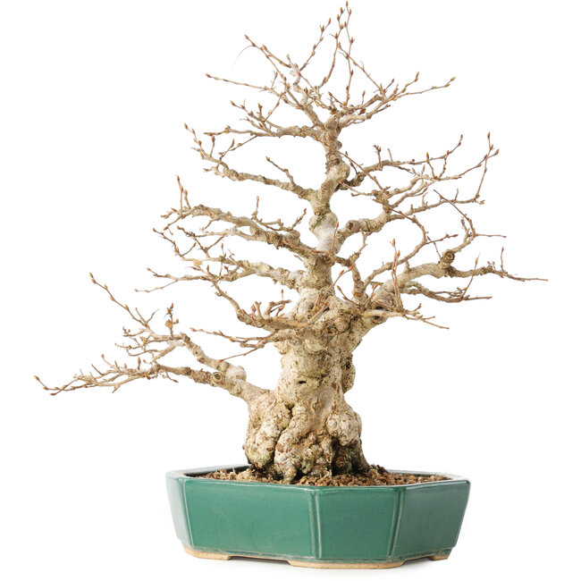 Carpinus coreana, 35 cm, ± 40 years old