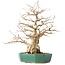 Carpinus coreana, 35 cm, ± 40 jaar oud