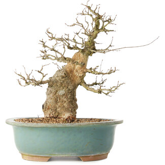Carpinus coreana, 37 cm, ± 40 jaar oud
