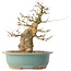 Carpinus coreana, 37 cm, ± 40 ans
