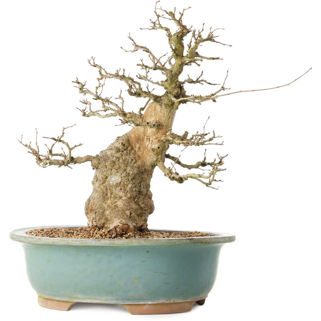 Carpinus coreana, 37 cm, ± 40 ans