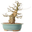 Carpinus coreana, 37 cm, ± 40 ans
