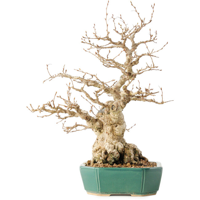 Carpinus coreana, 35 cm, ± 40 años