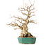 Carpinus coreana, 35 cm, ± 40 jaar oud