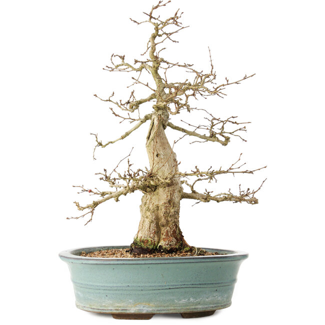 Carpinus coreana, 44 cm, ± 35 jaar oud