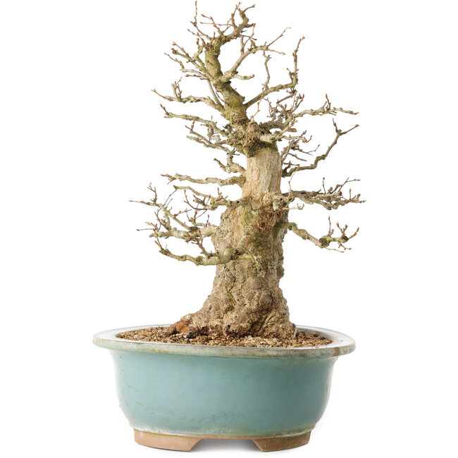 Carpinus coreana, 37 cm, ± 40 years old