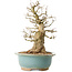 Carpinus coreana, 37 cm, ± 40 ans