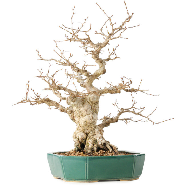Carpinus coreana, 35 cm, ± 40 jaar oud