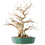 Carpinus coreana, 35 cm, ± 40 Jahre alt