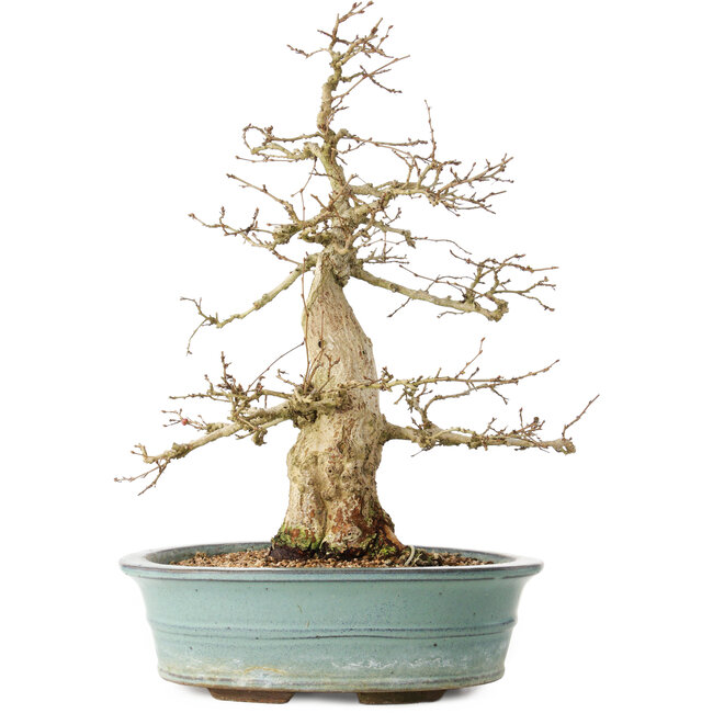 Carpinus coreana, 44 cm, ± 35 ans