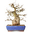 Carpinus coreana, 32 cm, ± 40 jaar oud