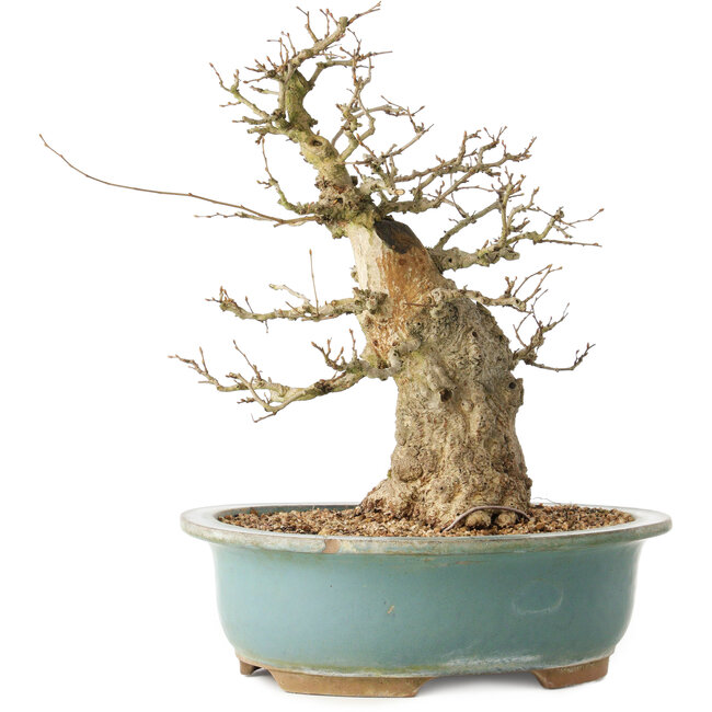 Carpinus coreana, 37 cm, ± 40 años