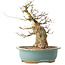 Carpinus coreana, 37 cm, ± 40 ans