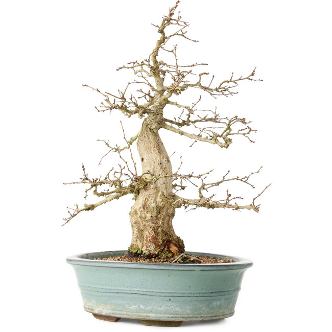 Carpinus coreana, 44 cm, ± 35 years old