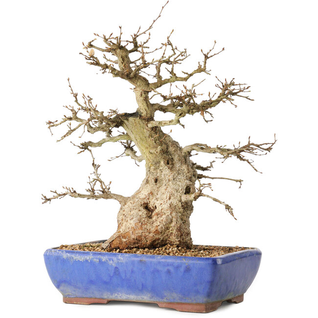 Carpinus coreana, 32 cm, ± 40 anni