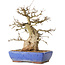 Carpinus coreana, 32 cm, ± 40 jaar oud