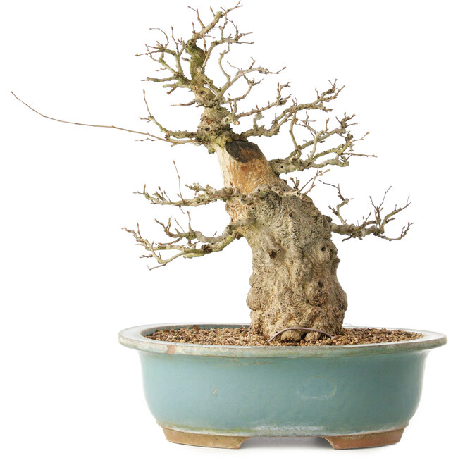 Carpinus coreana, 37 cm, ± 40 jaar oud