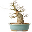 Carpinus coreana, 37 cm, ± 40 jaar oud