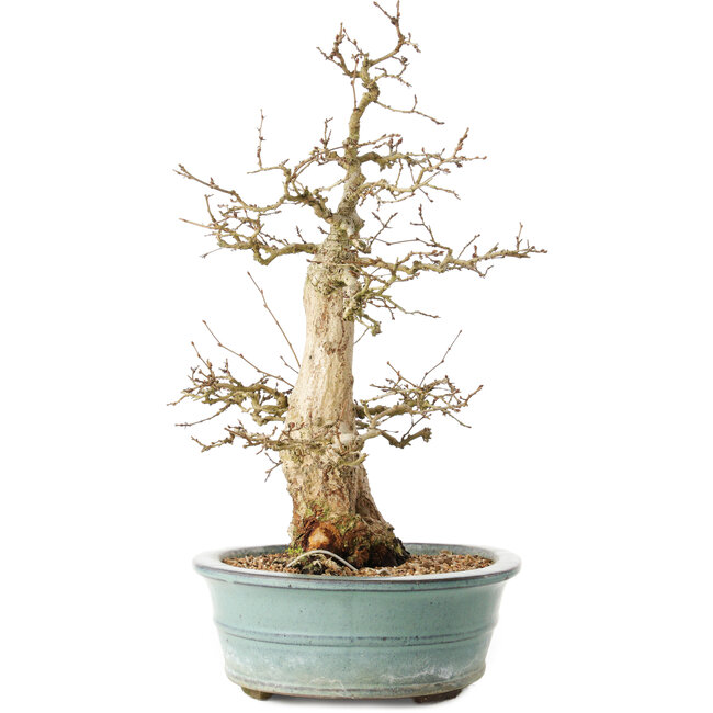 Carpinus coreana, 44 cm, ± 35 years old