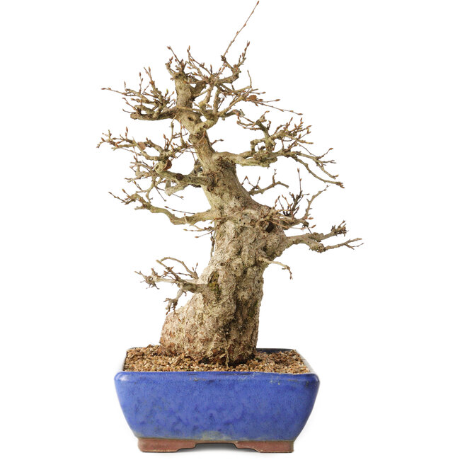 Carpinus coreana, 32 cm, ± 40 anni