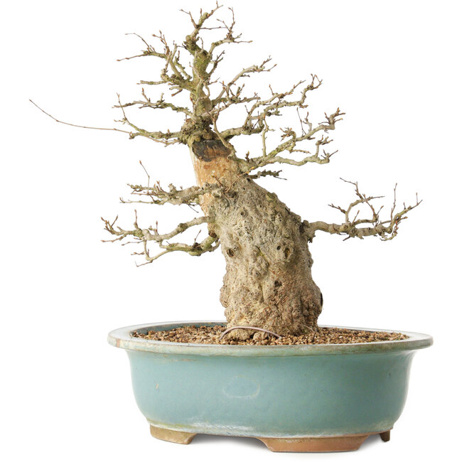 Carpinus coreana, 37 cm, ± 40 ans
