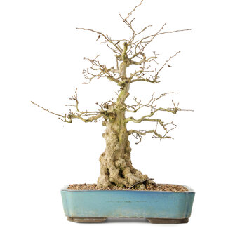Carpinus coreana, 44 cm, ± 50 jaar oud