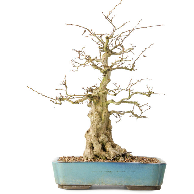 Carpinus coreana, 44 cm, ± 50 ans