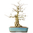 Carpinus coreana, 44 cm, ± 50 ans