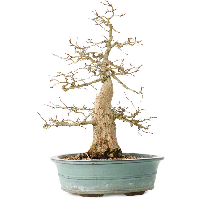 Carpinus coreana, 44 cm, ± 35 years old