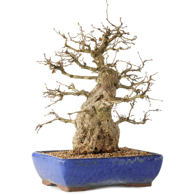 Carpinus coreana, 32 cm, ± 40 jaar oud