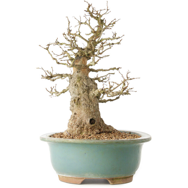 Carpinus coreana, 37 cm, ± 40 años