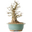 Carpinus coreana, 37 cm, ± 40 ans
