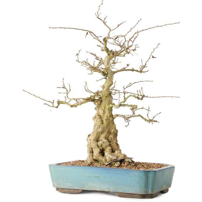 Carpinus coreana, 44 cm, ± 50 ans