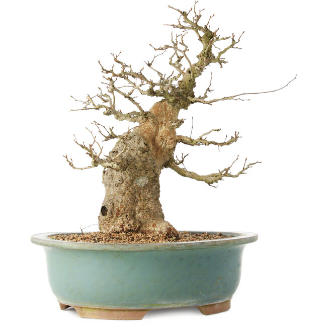 Carpinus coreana, 37 cm, ± 40 ans