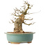 Carpinus coreana, 37 cm, ± 40 ans
