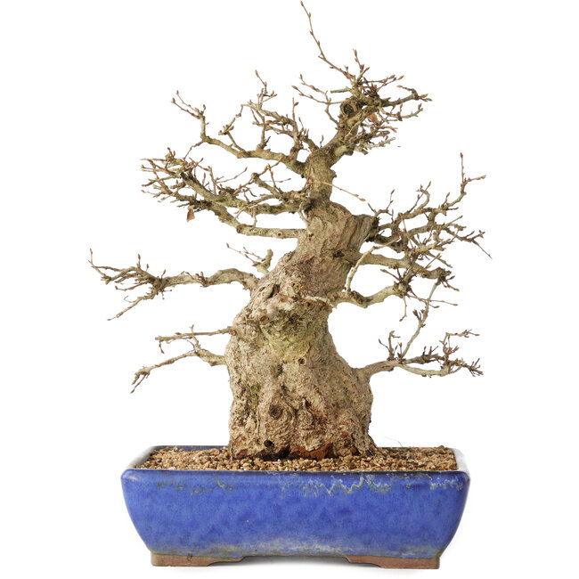 Carpinus coreana, 32 cm, ± 40 anni
