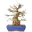 Carpinus coreana, 32 cm, ± 40 jaar oud