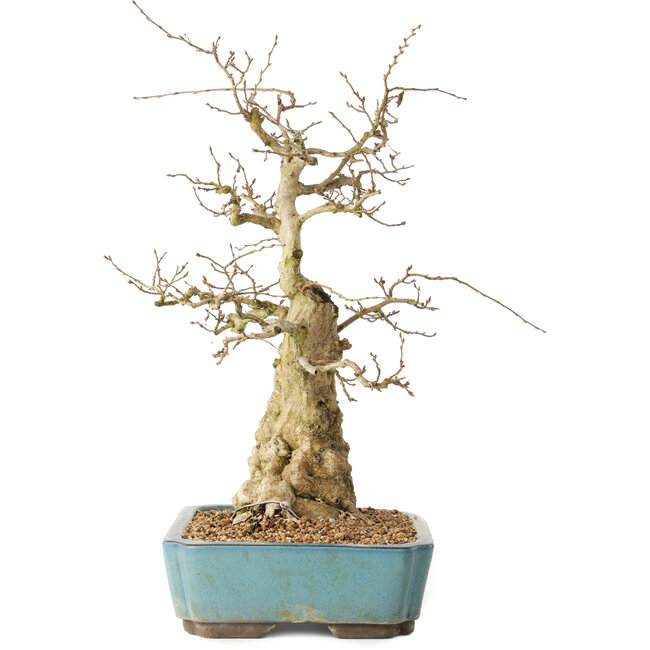 Carpinus coreana, 44 cm, ± 50 Jahre alt