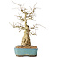 Carpinus coreana, 44 cm, ± 50 jaar oud
