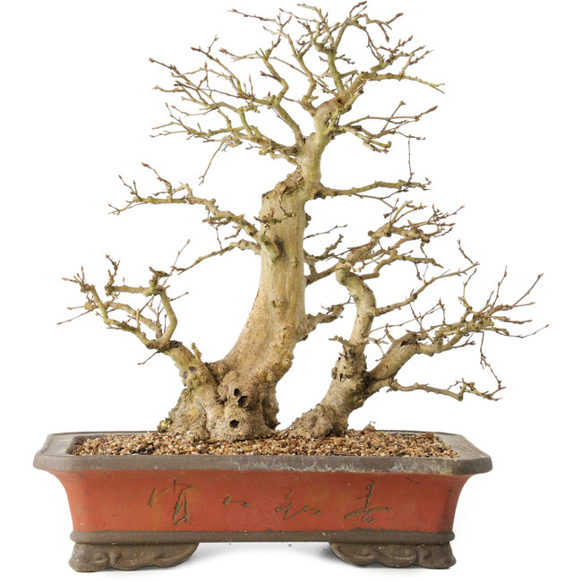 Carpinus coreana, 37 cm, ± 40 years old, with a trunk base of 16 cm