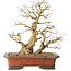Carpinus coreana, 37 cm, ± 40 años, con una base de tronco de 16 cm