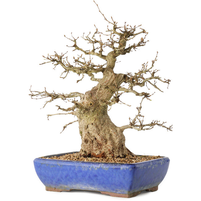 Carpinus coreana, 32 cm, ± 40 ans